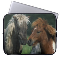 Miniature Horses Touching