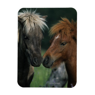 Miniature Horses Touching Magnet