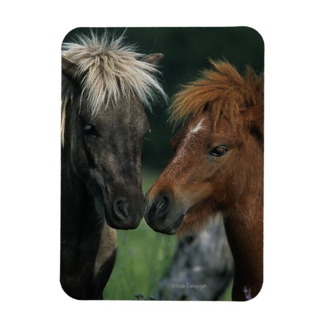 Miniature Horses Touching Magnet (Vertical)