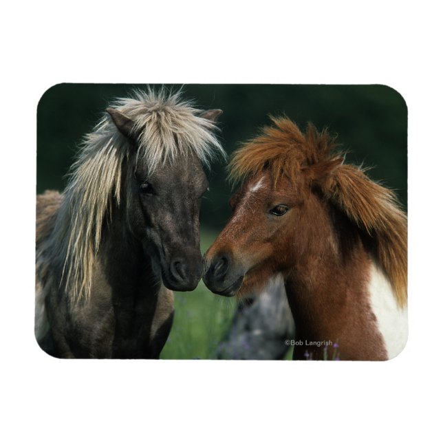 Miniature Horses Touching Magnet (Horizontal)