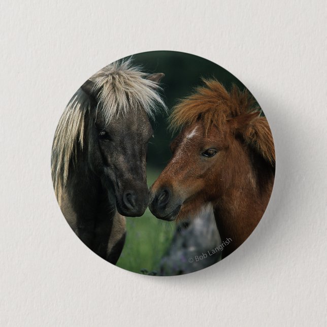 Miniature Horses Touching Pinback Button (Front)