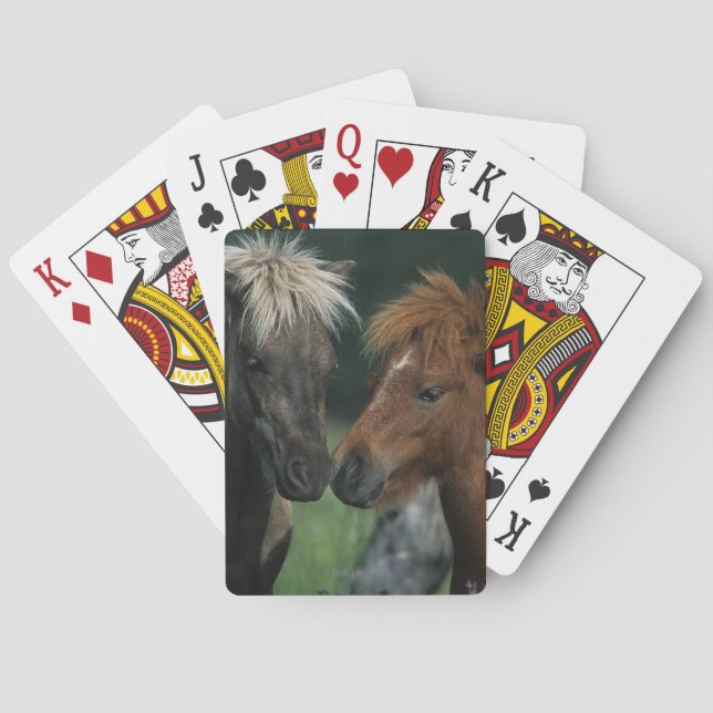 Miniature Horses Touching Poker Cards (Back)