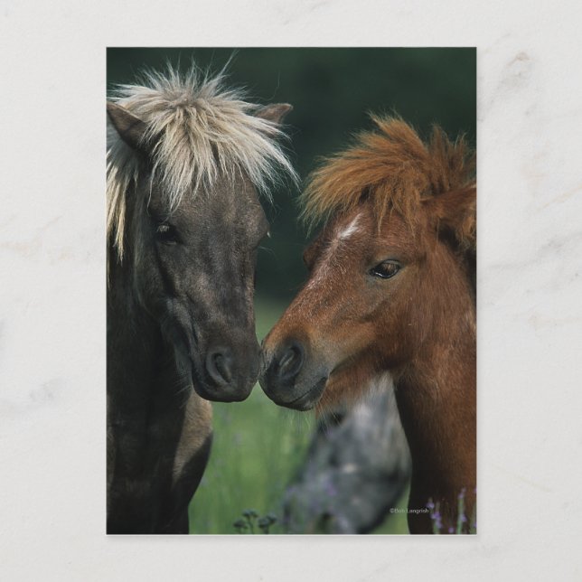 Miniature Horses Touching Postcard (Front)