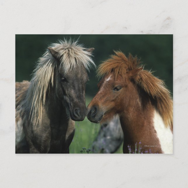 Miniature Horses Touching Postcard (Front)