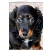 Miniature Long-Haired Dachshund (Front)
