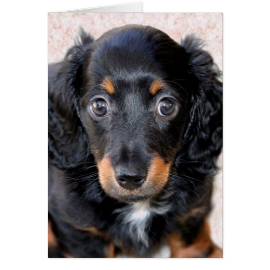 Miniature Long-Haired Dachshund Cards (Front)