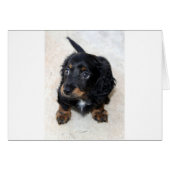 Miniature Long Haired Dashund (Front Horizontal)
