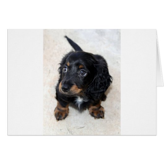 Miniature Long Haired Dashund Cards (Front Horizontal)