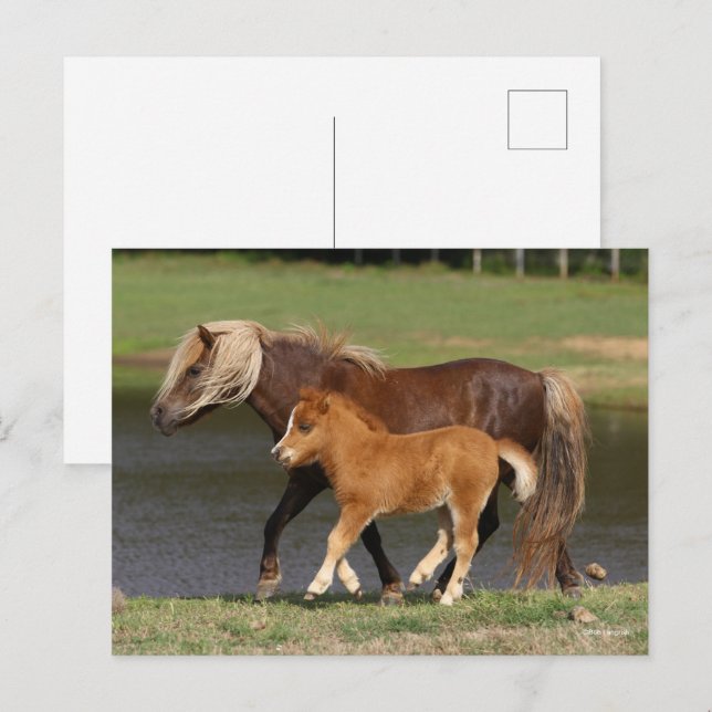 Miniature Mare and Foal Walking By Lake Postcard (Front/Back)