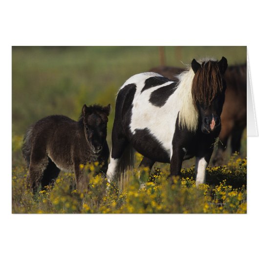 Miniature Mare & Foal in the Flowers (Front Horizontal)