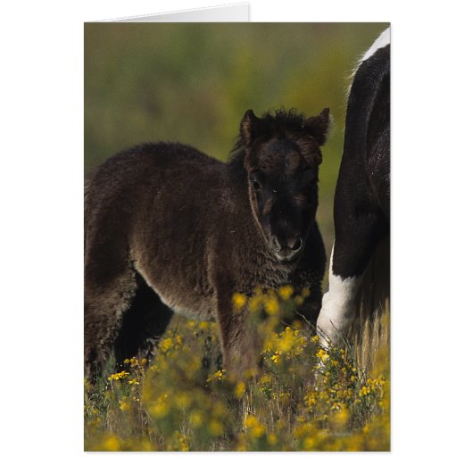 Miniature Mare & Foal in the Flowers Cards (Front)