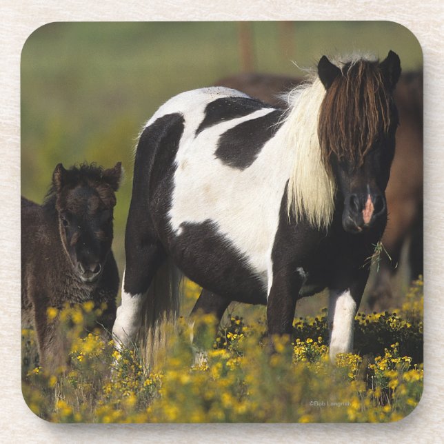 Miniature Mare & Foal in the Flowers Drink Coaster (Front)