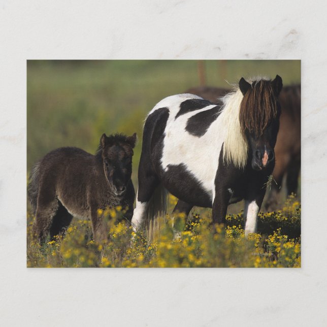 Miniature Mare & Foal in the Flowers Postcard (Front)