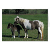 Miniature Mare & Foal Standing (Front Horizontal)
