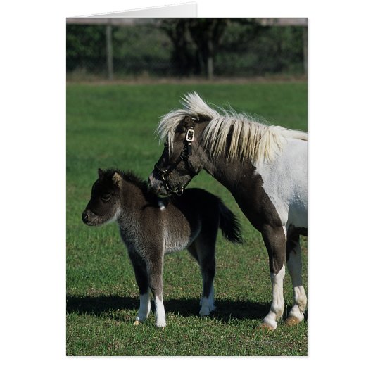 Miniature Mare & Foal Standing Cards (Front)