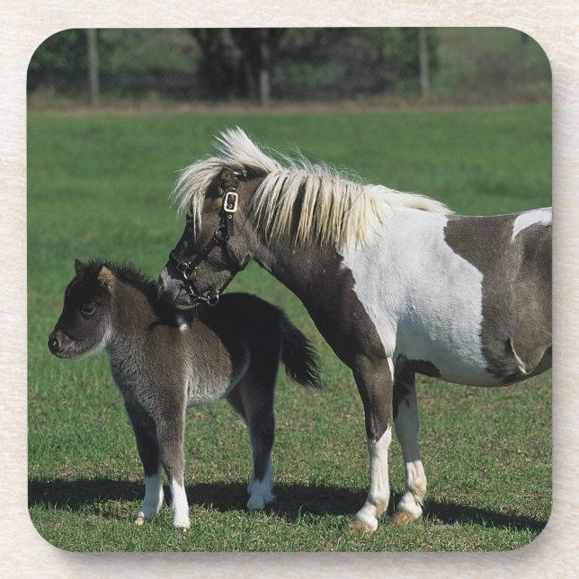 Miniature Mare & Foal Standing Coaster (Front)