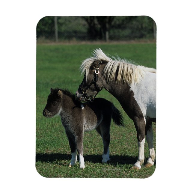 Miniature Mare & Foal Standing Magnet (Vertical)