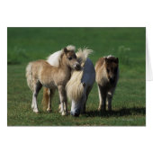 Miniature Mare & Foals 1 (Front Horizontal)
