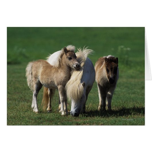Miniature Mare & Foals 1 (Front Horizontal)