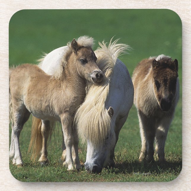 Miniature Mare & Foals 1 Beverage Coaster (Front)