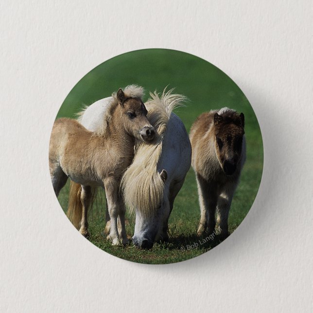 Miniature Mare & Foals 1 Button (Front)