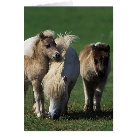 Miniature Mare & Foals 1 Cards (Front)