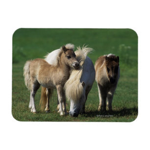 Miniature Mare & Foals 1 Magnet