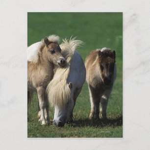 Miniature Mare & Foals 1 Postcard
