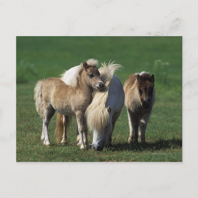 Miniature Mare & Foals 1 Postcard (Front)