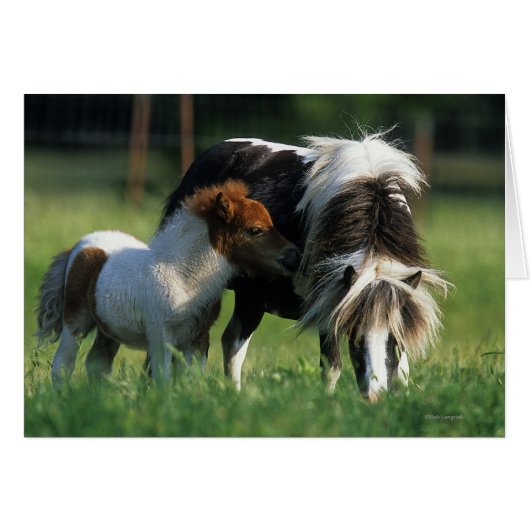 Miniature Mare & Foals 2 (Front Horizontal)