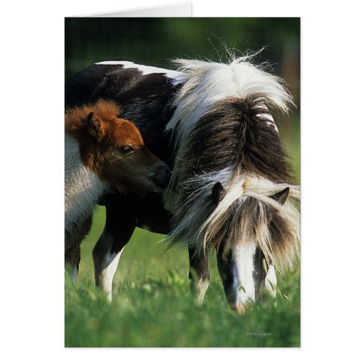 Miniature Mare & Foals 2 Cards (Front)