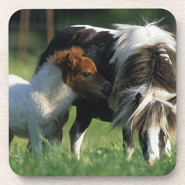 Miniature Mare & Foals 2 Drink Coaster (Front)