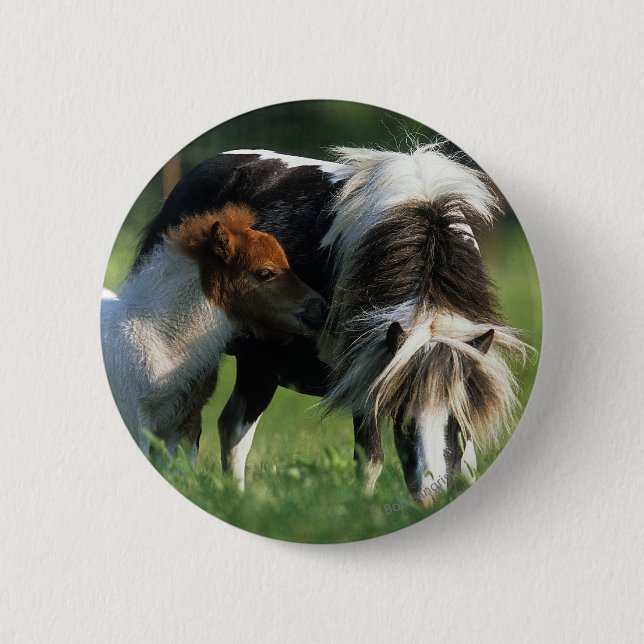 Miniature Mare & Foals 2 Pinback Button (Front)