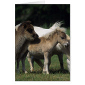 Miniature Mare & Foals 3 (Front)