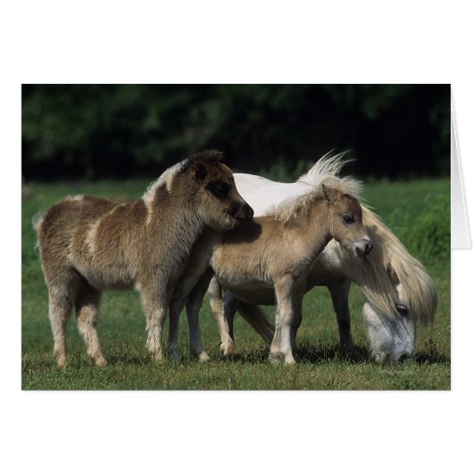 Miniature Mare & Foals 3 (Front Horizontal)