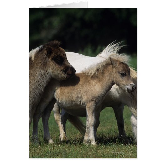 Miniature Mare & Foals 3 Cards (Front)