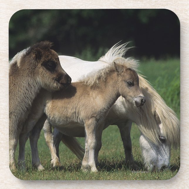 Miniature Mare & Foals 3 Drink Coaster (Front)