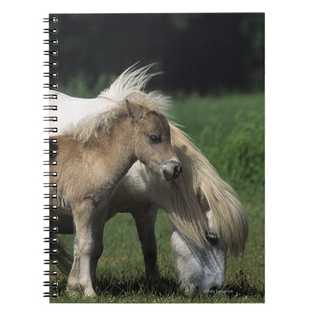 Miniature Mare & Foals 3 Notebook (Front)