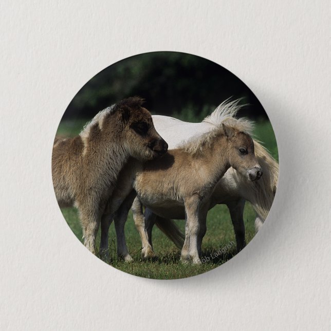 Miniature Mare & Foals 3 Pinback Button (Front)