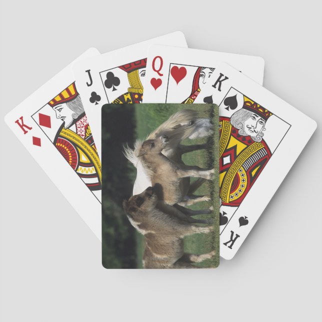 Miniature Mare & Foals 3 Poker Cards (Back)