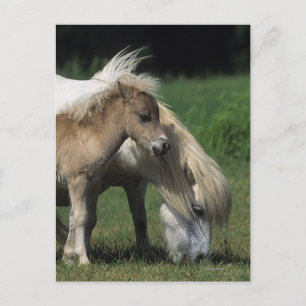 Miniature Mare & Foals 3 Postcard