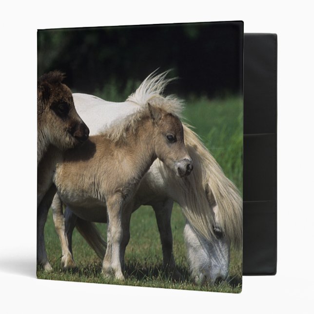 Miniature Mare & Foals 3 Ring Binder (Front/Inside)