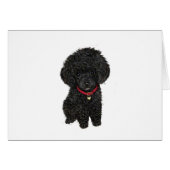 Miniature or Toy Poodle - Black 1 (Front Horizontal)