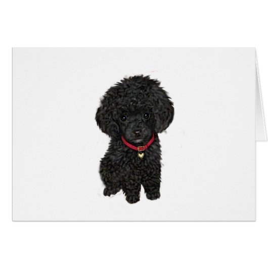 Miniature or Toy Poodle - Black 1 Cards (Front Horizontal)