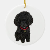 Miniature or Toy Poodle - Black 1