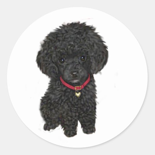 Miniature or Toy Poodle _ Black 1 Classic Round Sticker