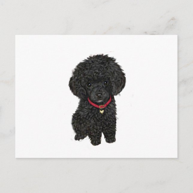 Miniature or Toy Poodle - Black 1 Postcard (Front)