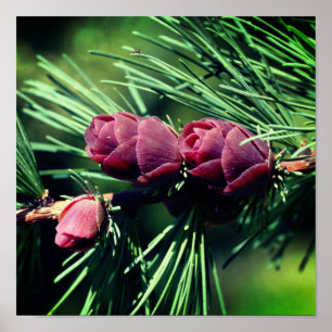 Miniature Pine Cones Close Up Poster