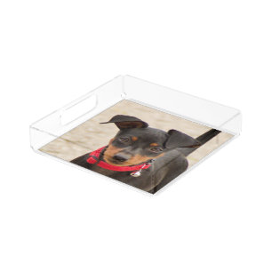 miniature-pinscher-black and rust acrylic tray