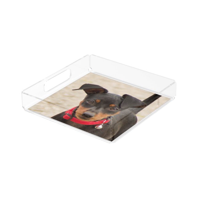 miniature-pinscher-black and rust acrylic tray (Angled)